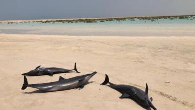 تسببت تقلبات جوية في لجوء عشرات الدلافين إلى شاطئ سعودي يُطل على البحر الأحمر.