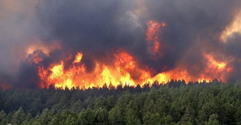الجزائر تعلن ارتفاع عدد ضحايا حرائق الغابات 
